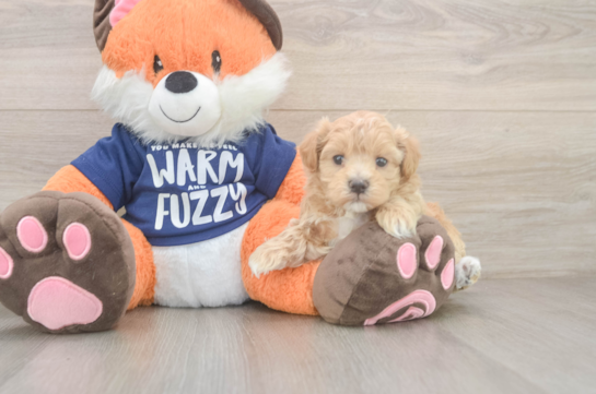 Maltipoo Puppy for Adoption