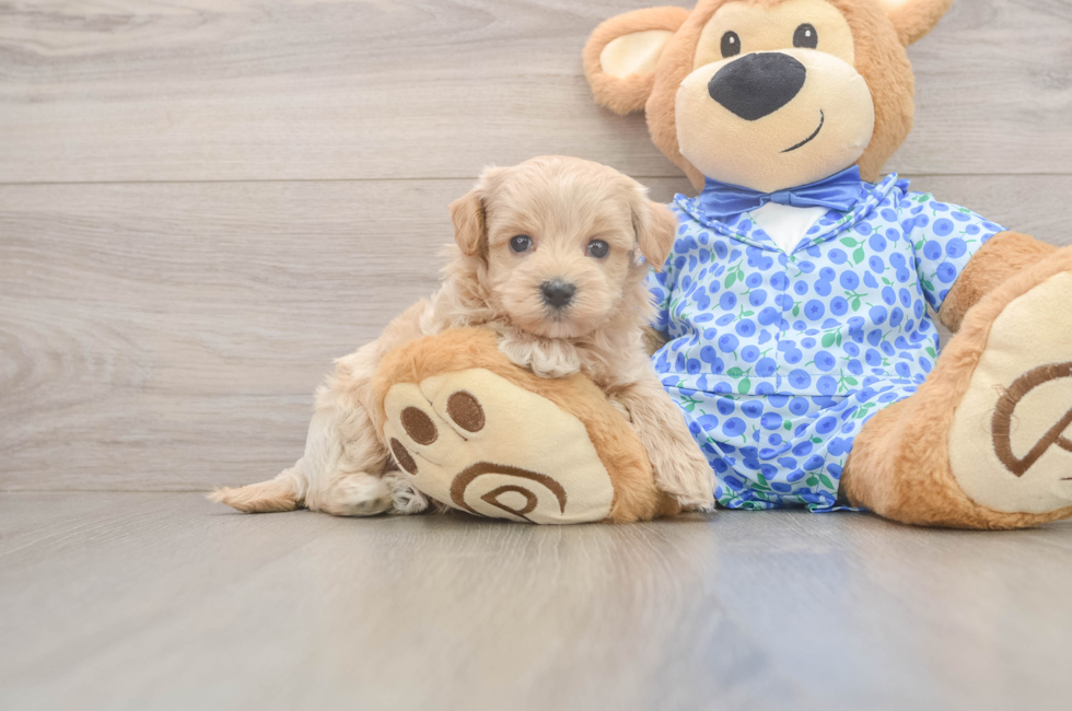 6 week old Maltipoo Puppy For Sale - Pilesgrove Pups