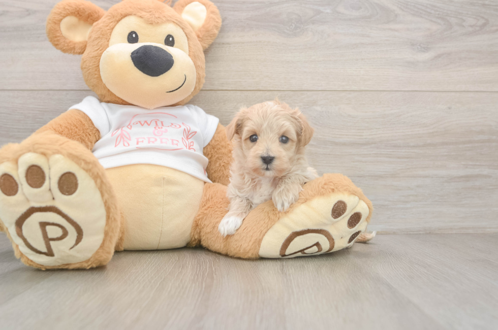 5 week old Maltipoo Puppy For Sale - Pilesgrove Pups