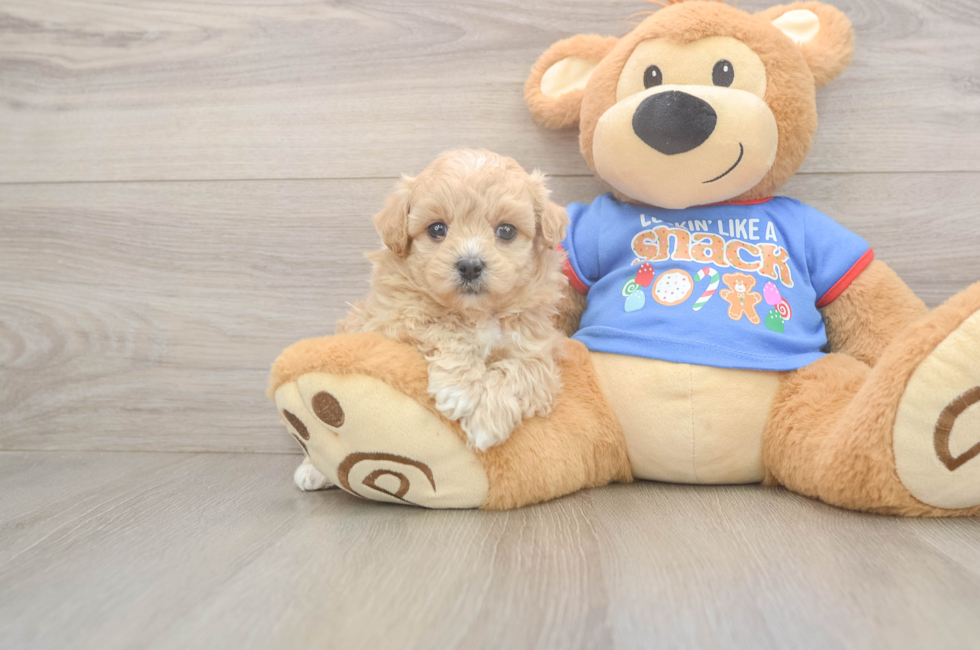5 week old Maltipoo Puppy For Sale - Pilesgrove Pups