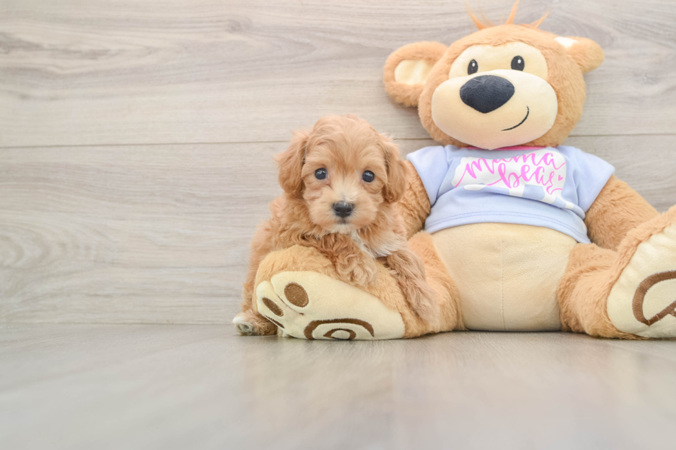 Energetic Multipoo Poodle Mix Puppy