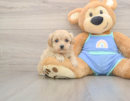 8 week old Maltipoo Puppy For Sale - Pilesgrove Pups