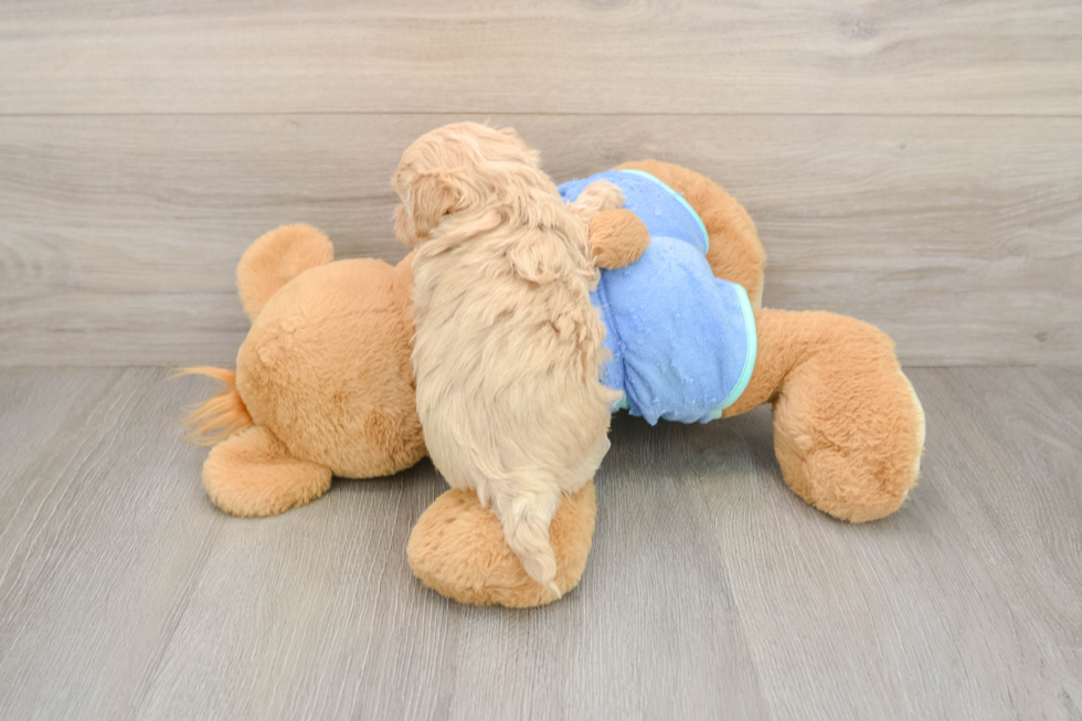 Smart Maltipoo Poodle Mix Pup