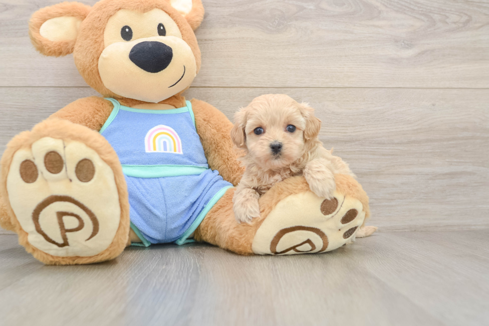 Smart Maltipoo Poodle Mix Pup