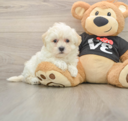 8 week old Maltipoo Puppy For Sale - Pilesgrove Pups