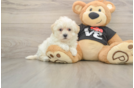Fluffy Maltipoo Poodle Mix Pup