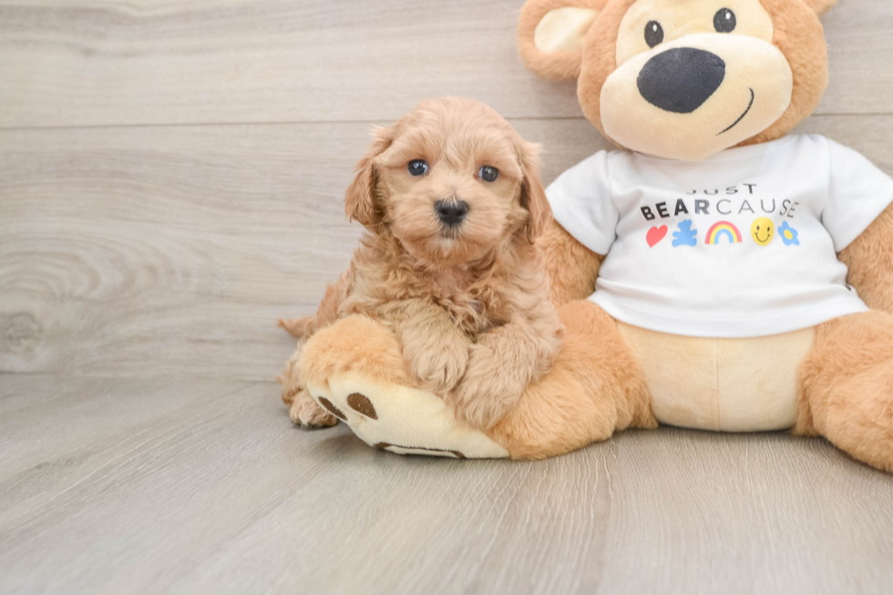 Maltipoo Puppy for Adoption
