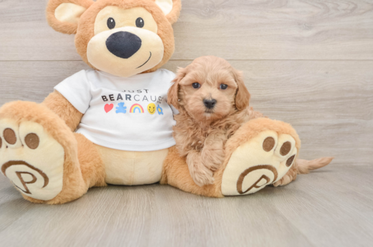 Small Maltipoo Baby