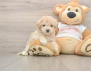 8 week old Maltipoo Puppy For Sale - Pilesgrove Pups