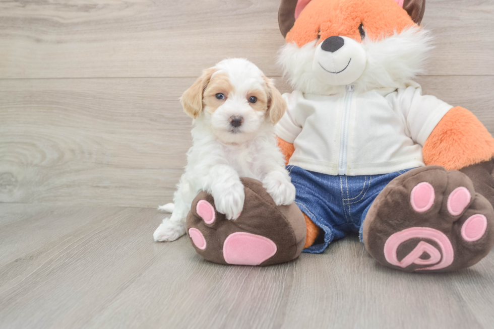Best Maltipoo Baby