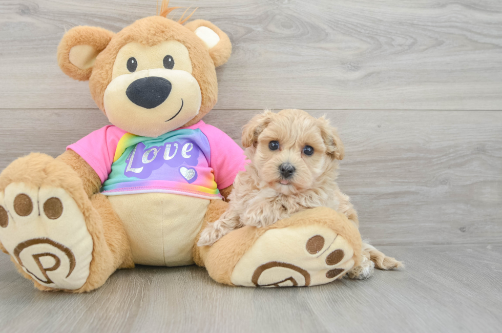 7 week old Maltipoo Puppy For Sale - Pilesgrove Pups
