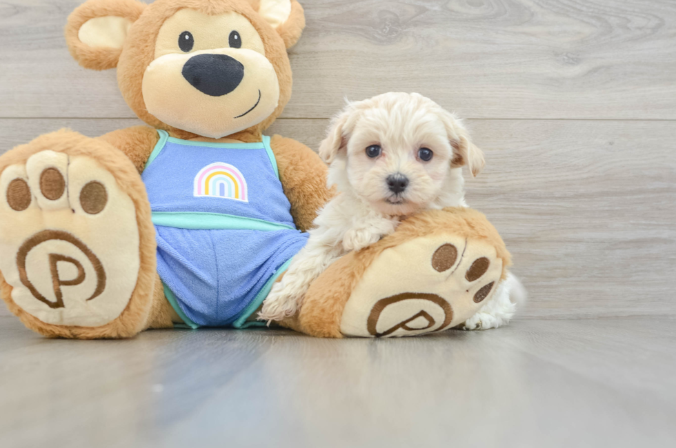 6 week old Maltipoo Puppy For Sale - Pilesgrove Pups