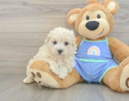 8 week old Maltipoo Puppy For Sale - Pilesgrove Pups