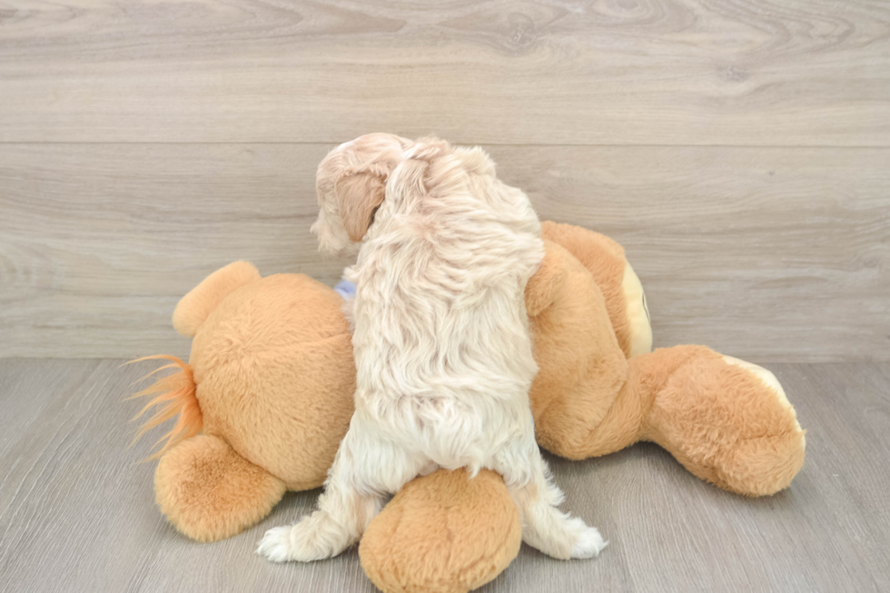 Popular Maltipoo Poodle Mix Pup