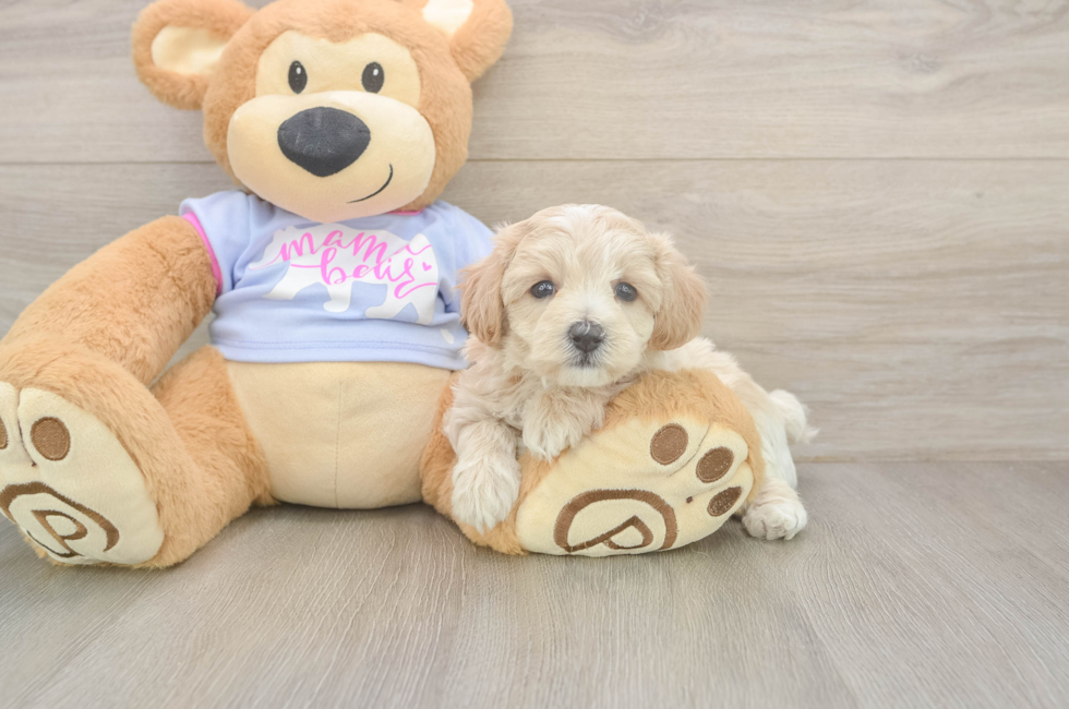 5 week old Maltipoo Puppy For Sale - Pilesgrove Pups