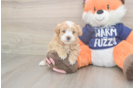 Maltipoo Pup Being Cute