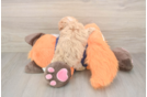Maltipoo Puppy for Adoption