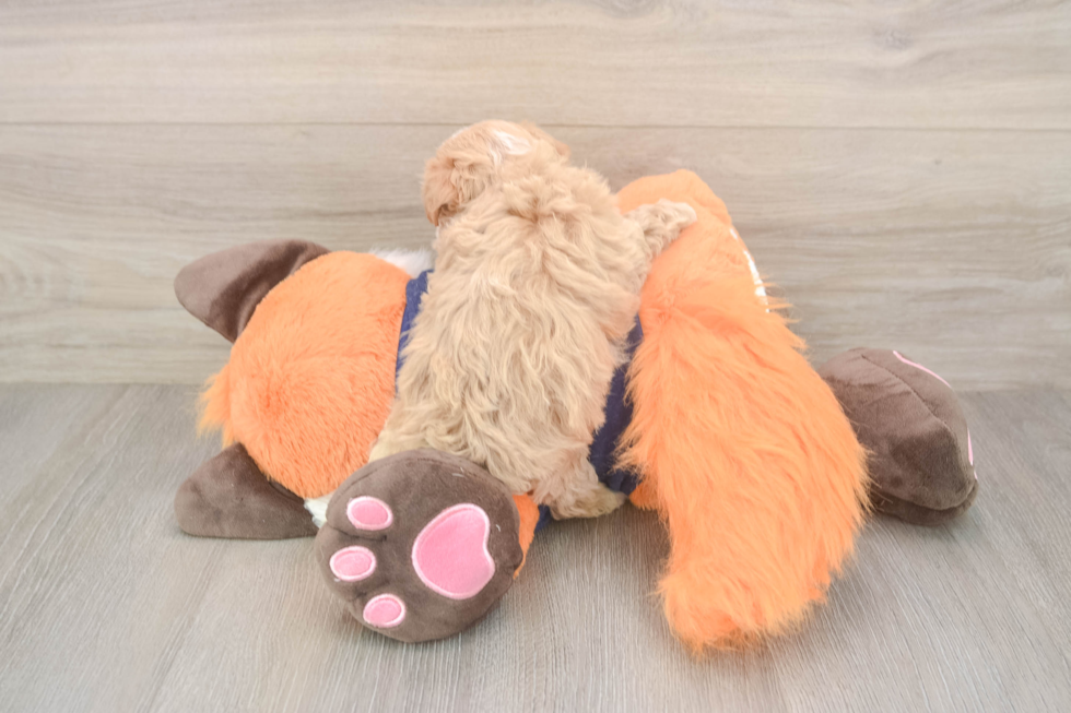 Maltipoo Puppy for Adoption