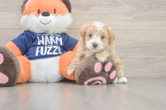 Adorable Malt a Poo Poodle Mix Puppy