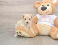 9 week old Maltipoo Puppy For Sale - Pilesgrove Pups
