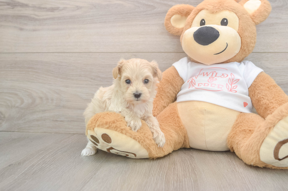5 week old Maltipoo Puppy For Sale - Pilesgrove Pups