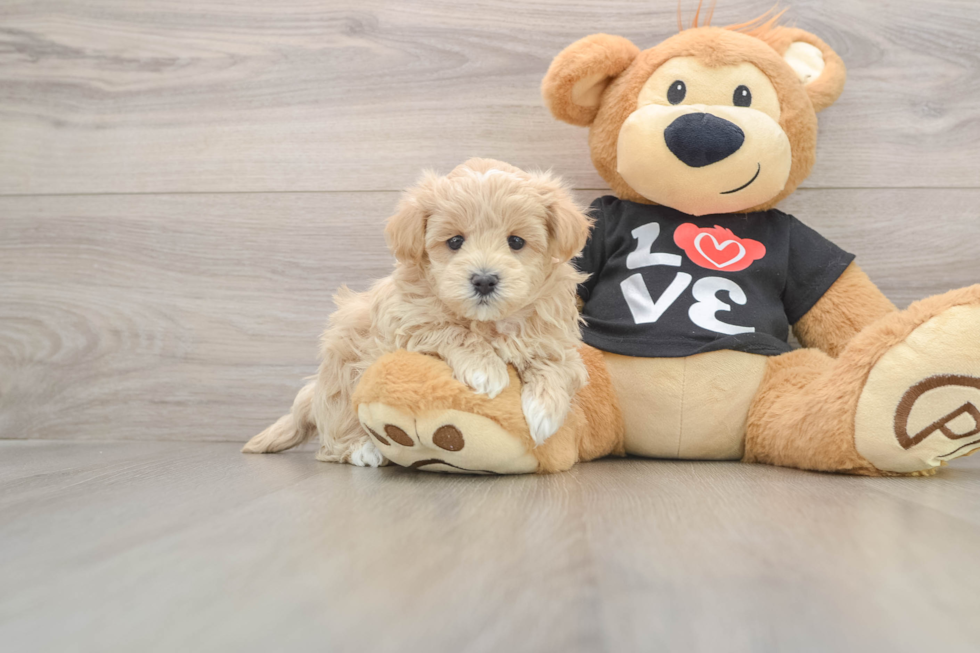 Maltipoo Pup Being Cute