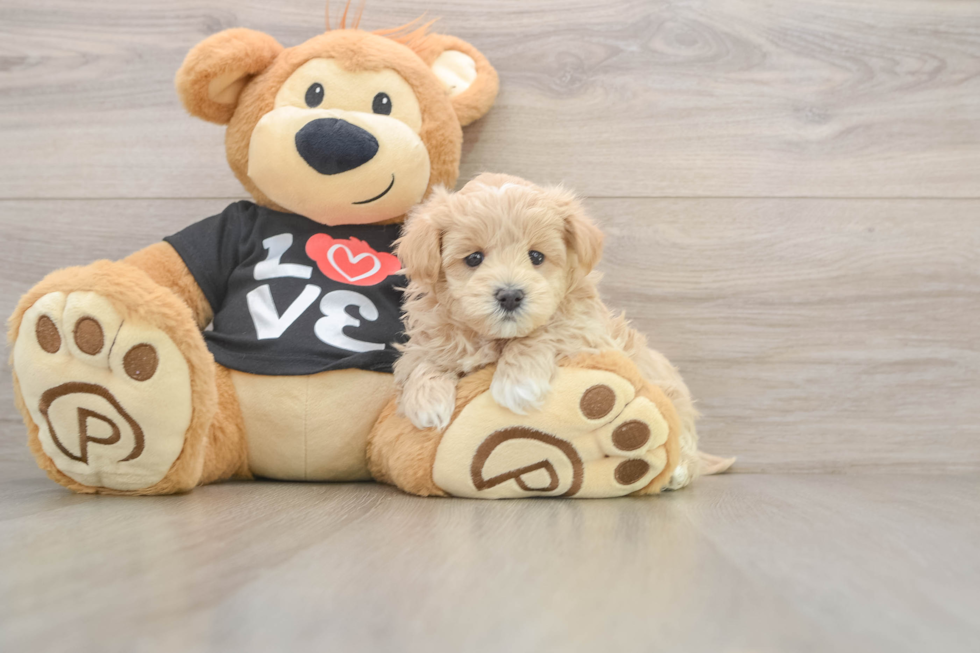 Maltipoo Pup Being Cute