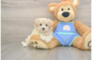 Petite Maltipoo Poodle Mix Pup
