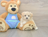 9 week old Maltipoo Puppy For Sale - Pilesgrove Pups