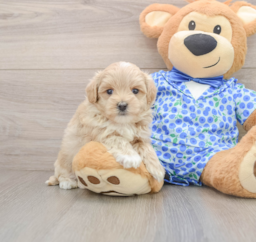 7 week old Maltipoo Puppy For Sale - Pilesgrove Pups
