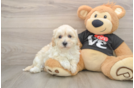 Best Maltipoo Baby