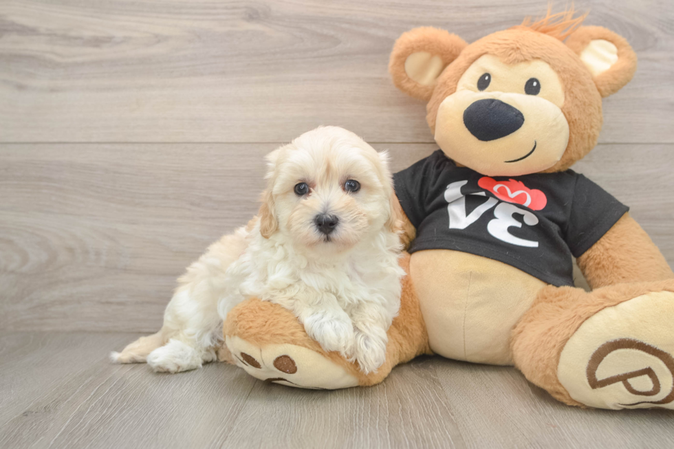 Best Maltipoo Baby