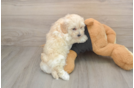 Maltipoo Puppy for Adoption