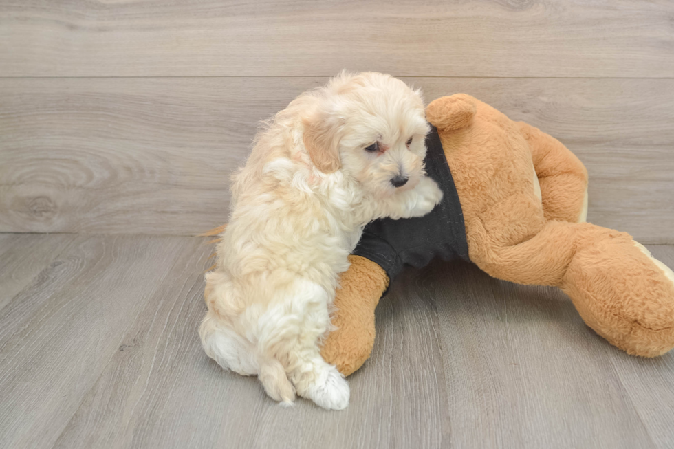 Maltipoo Puppy for Adoption