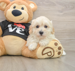 8 week old Maltipoo Puppy For Sale - Pilesgrove Pups