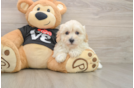 Happy Maltipoo Baby