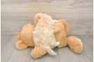 Best Maltipoo Baby