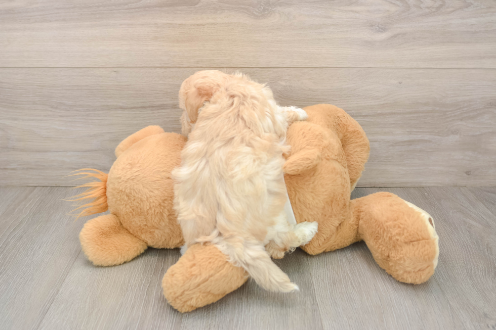Best Maltipoo Baby