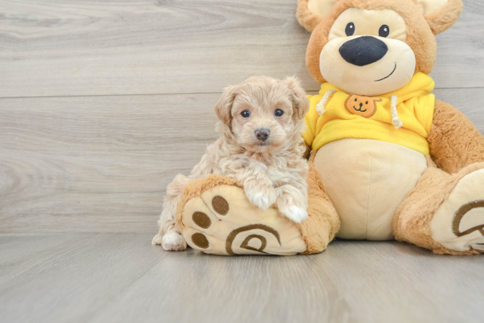 Smart Maltipoo Poodle Mix Pup