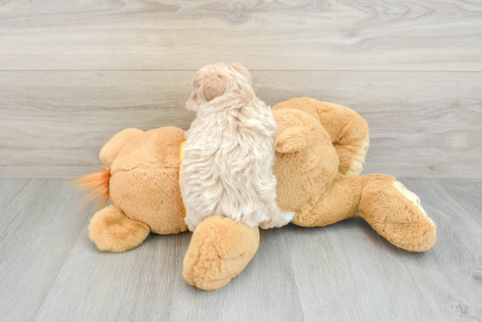 Maltipoo Pup Being Cute