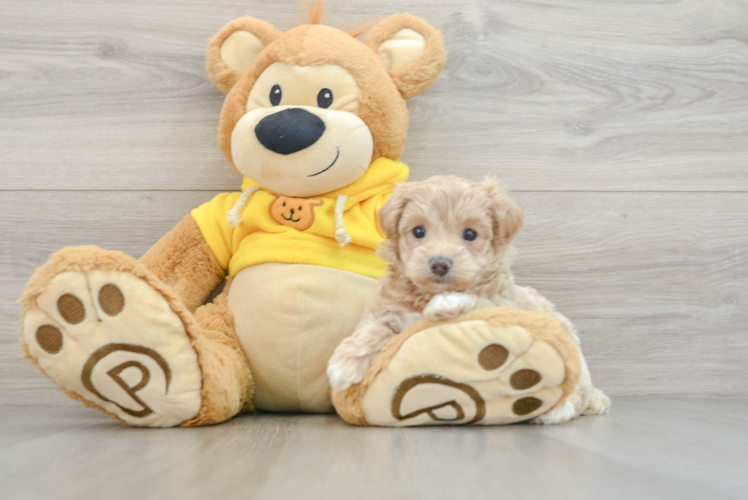 Best Maltipoo Baby