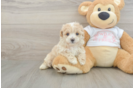 Playful Maltepoo Poodle Mix Puppy