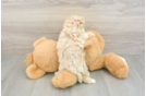 Small Maltipoo Baby
