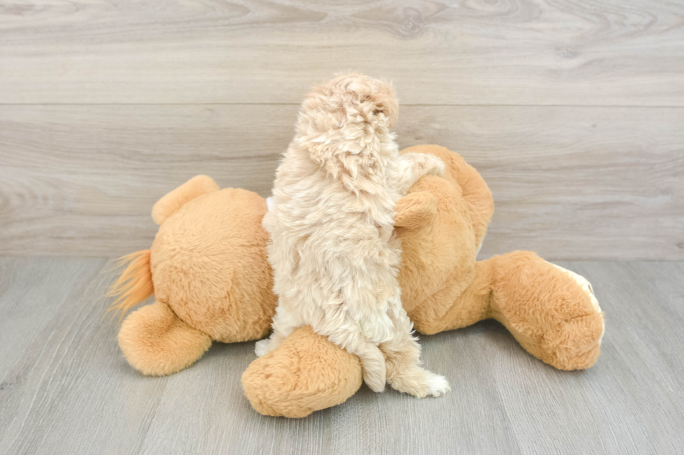 Small Maltipoo Baby