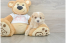 Best Maltipoo Baby