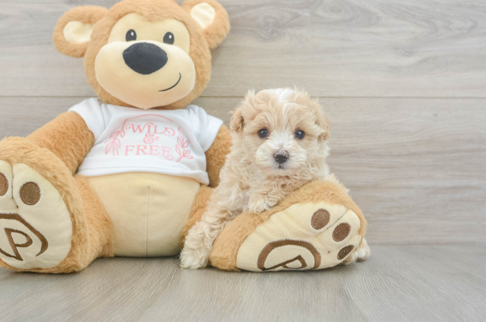 5 week old Maltipoo Puppy For Sale - Pilesgrove Pups
