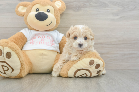 Best Maltipoo Baby