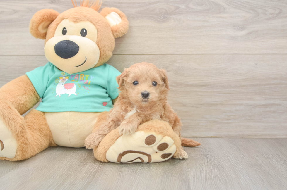 6 week old Maltipoo Puppy For Sale - Pilesgrove Pups