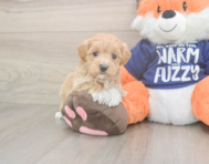 7 week old Maltipoo Puppy For Sale - Pilesgrove Pups