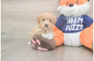 Best Maltipoo Baby